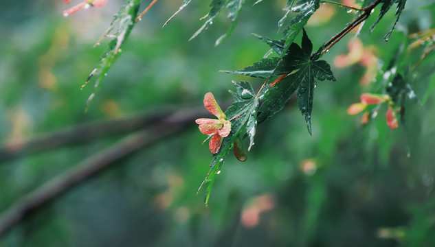 雨中花