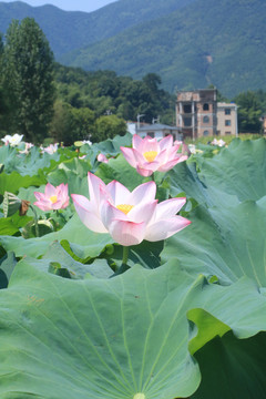 莲子花