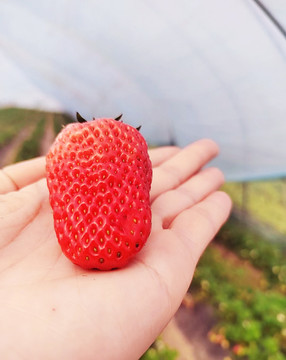 手掌上的大草莓