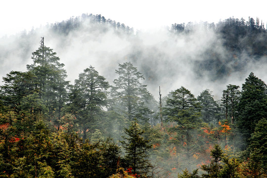森林植被树林雾景