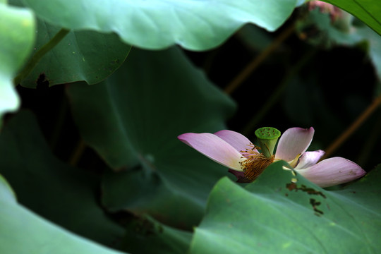 荷花