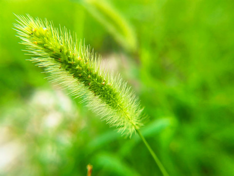 狗尾草绿色背景