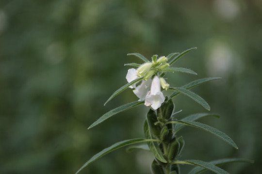 生长中的芝麻