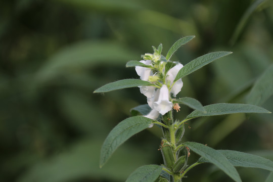 白芝麻花