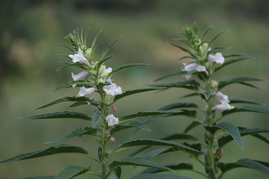 白芝麻花