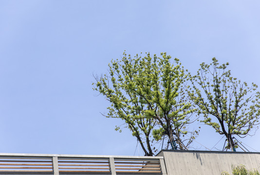 仰望天空树枝