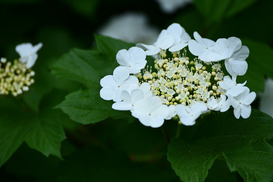 琼花