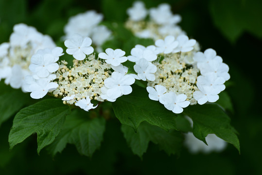 琼花