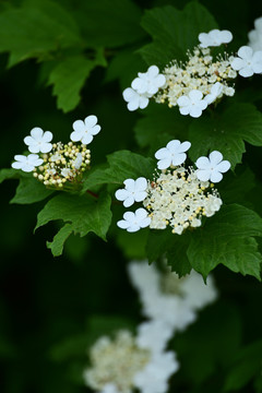 琼花