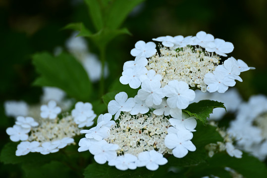 琼花