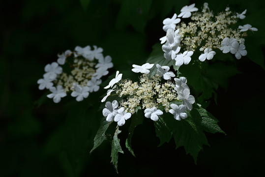 琼花