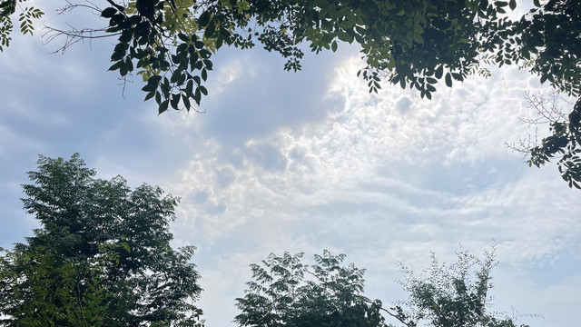 枝葉天空