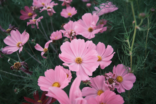 格桑花小花