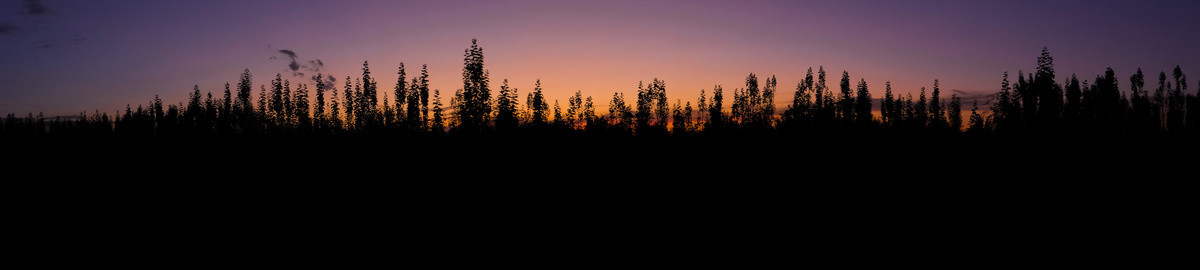 夕阳下的森林