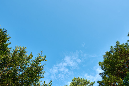 夏日树梢上的蓝天