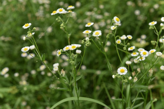 野花芬芳小太阳花