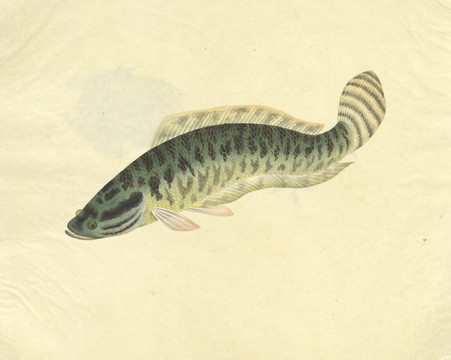 黑魚斑鱧手繪魚蝦蟹手繪素材