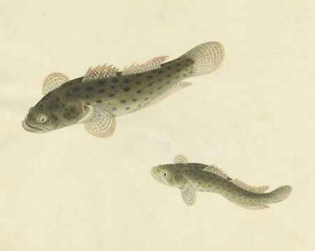 黑魚斑魚手繪魚蝦蟹手繪素材
