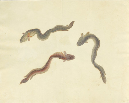 鰻魚(yú)手繪魚(yú)蝦蟹手繪素材