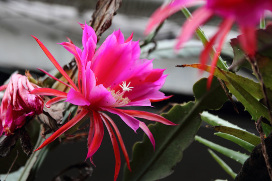 仙人掌仙桃花