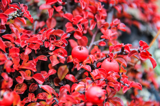 紅色果子