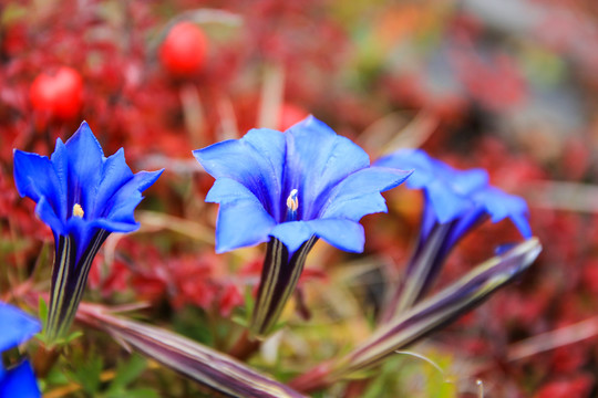 花花草草