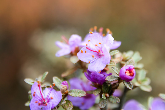 花花草草