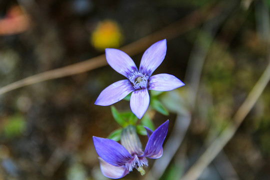 花花草草