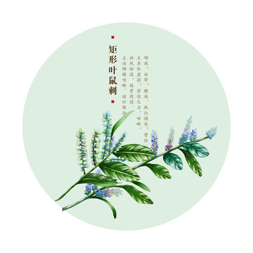 矩形葉鼠刺