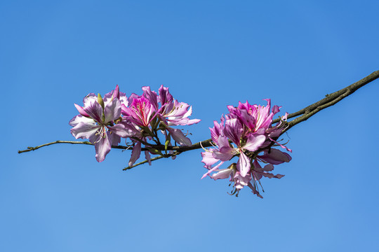 紫荆花特写