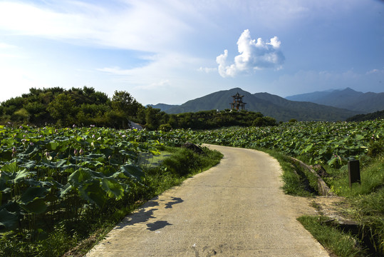 莲花田