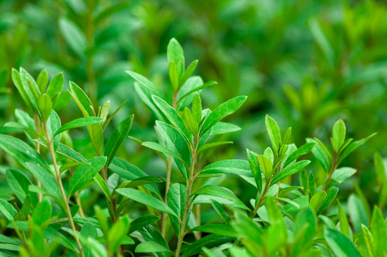 绿叶植物背景素材