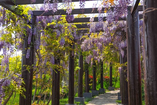 紫藤景观长廊