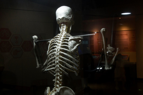 人类骨架展示