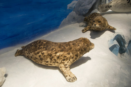 斑海豹动物标本