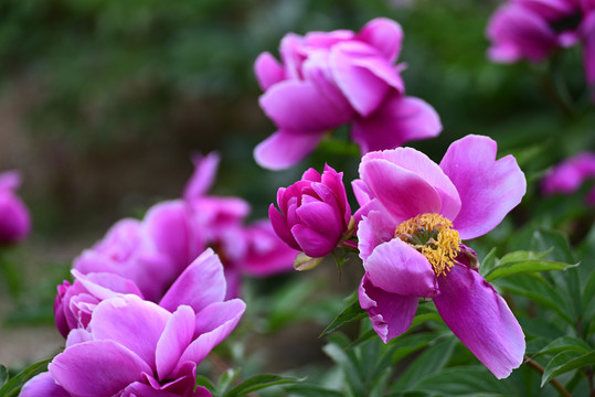 芍药