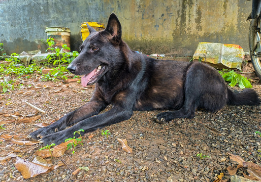 家犬