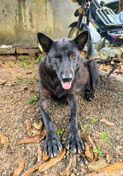 中华田园犬