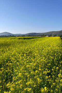 乡村油菜花