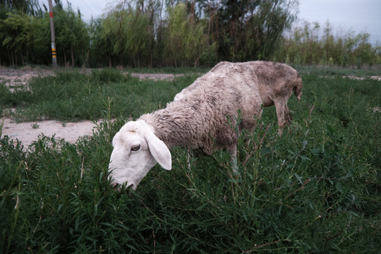 小羊吃草