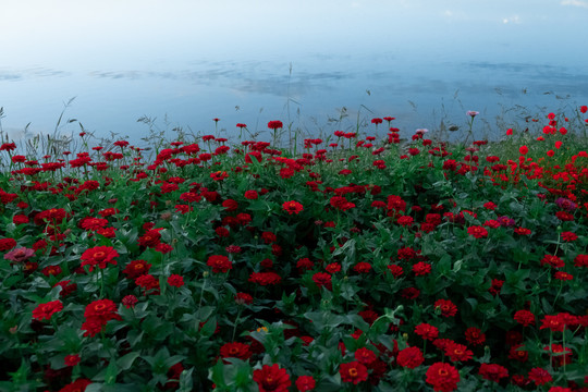 湖边小花