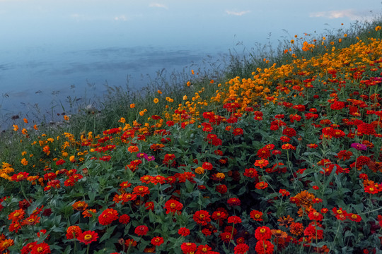 湖边小花