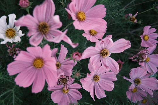 格桑花小花