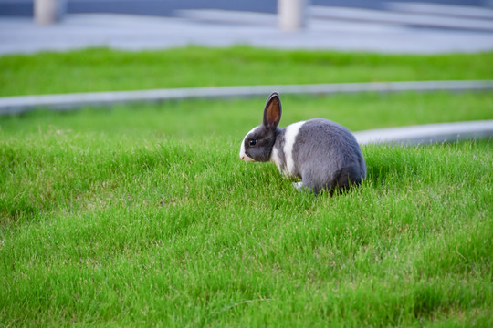 绿草地上兔子