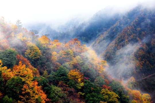 金秋山野