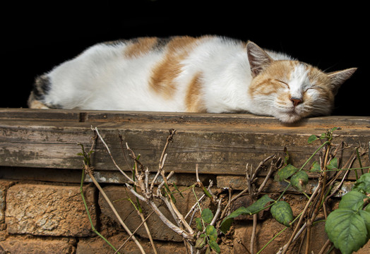 酣睡的家猫