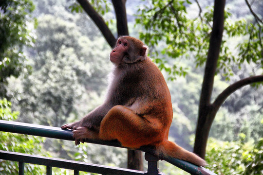 坐在铁栏杆上的野猴子