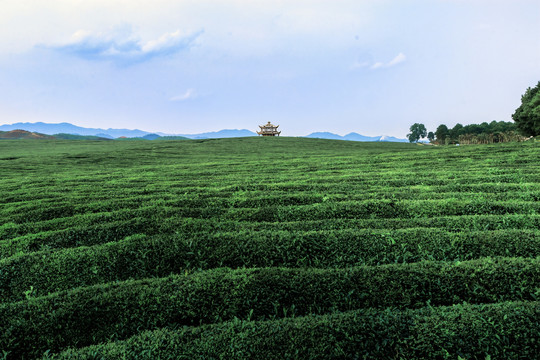 茶园风光