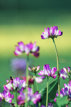 田间花