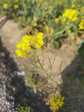 油菜花